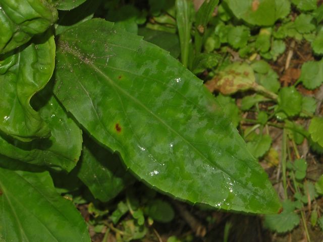 Digitalis lutea
